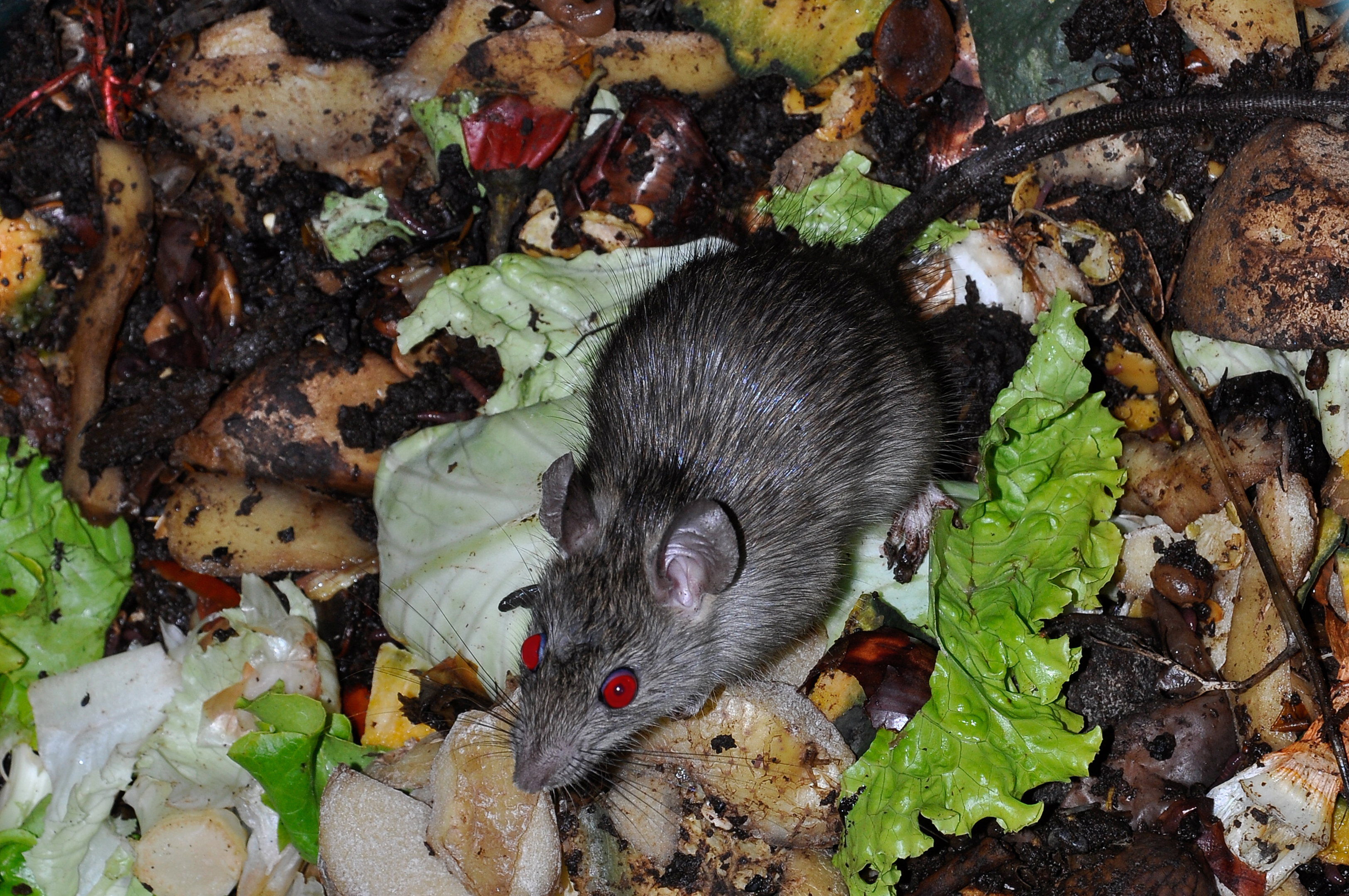 Advice for households on preventing vermin | North Lanarkshire Council