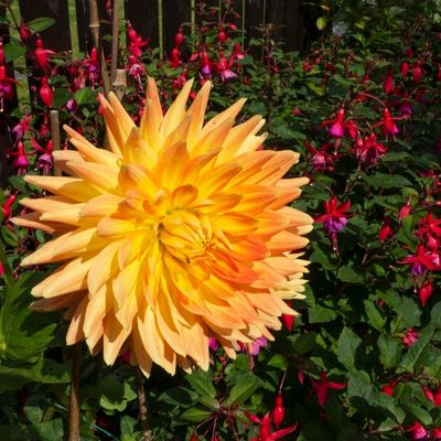 Orange flower from a winner garden at NL in Bloom 2022