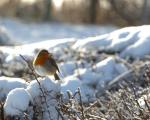 Winter robin