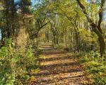 Palacerigg trees