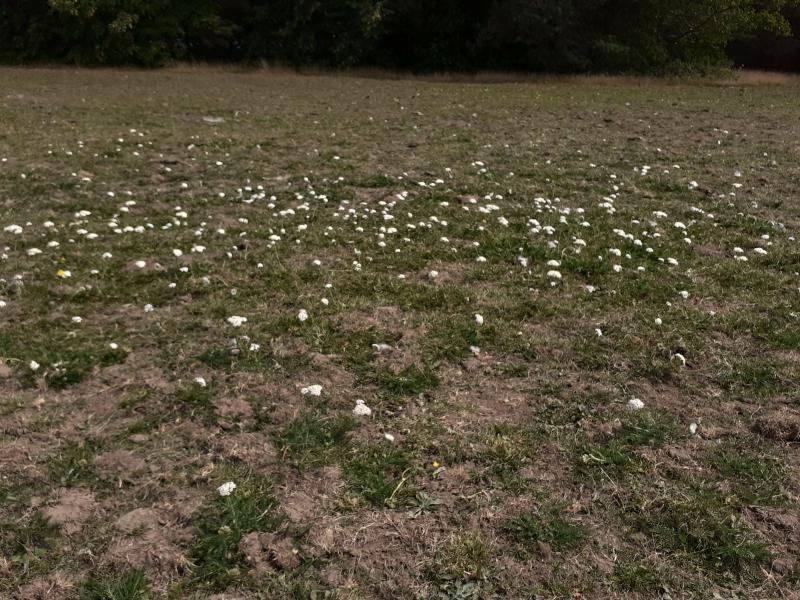 Wildflower stages germination