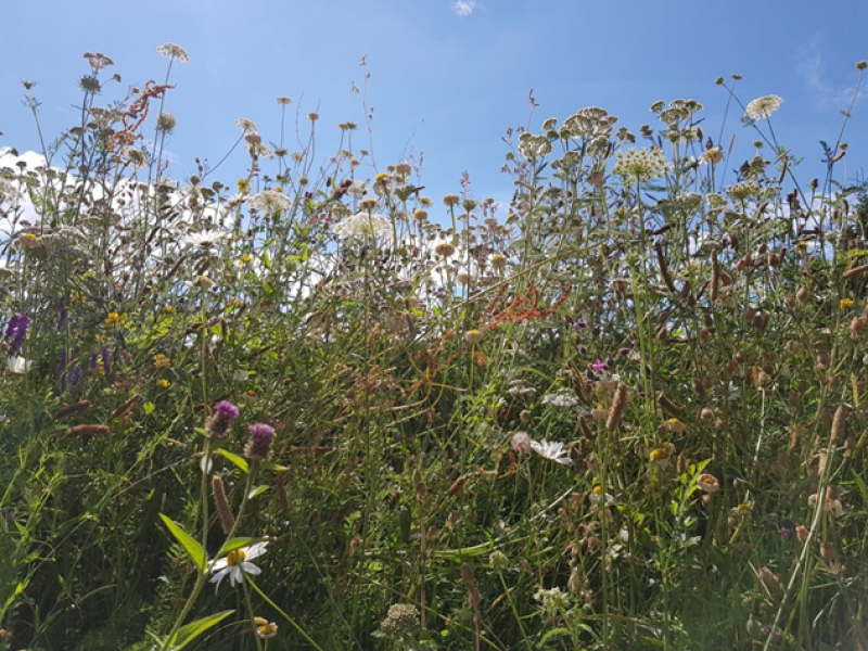 Wildflowers