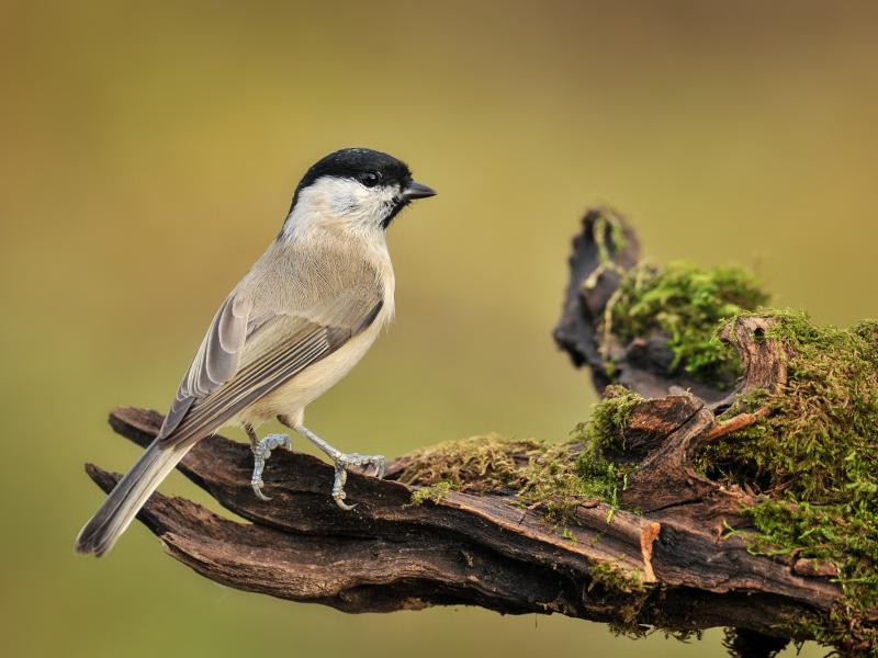 Willow Tit