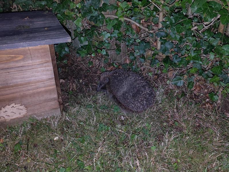 Hedgehog hibernation box