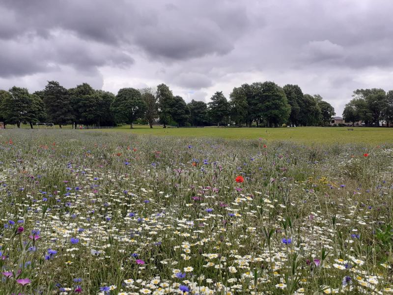 First summer wildflower meadow