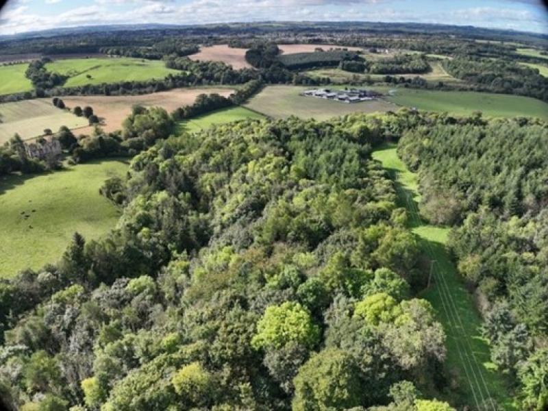 Woodland aerial view