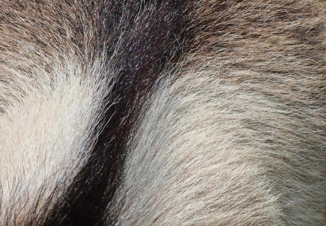 badger hair