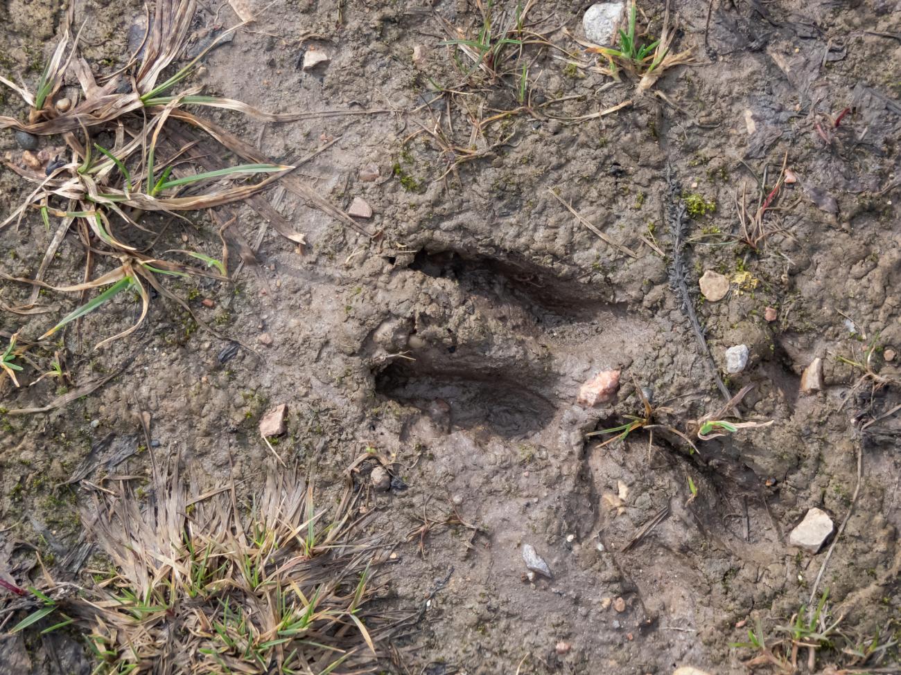 deer footprint