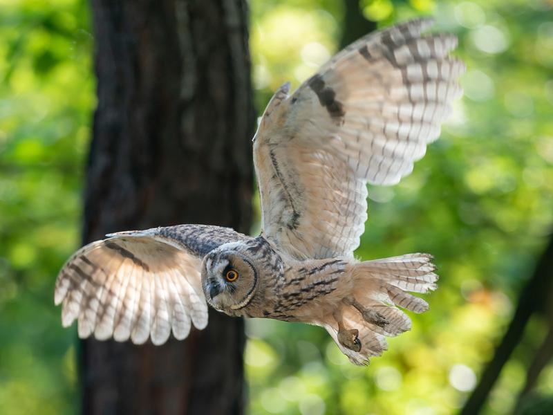 long eared owl in flight