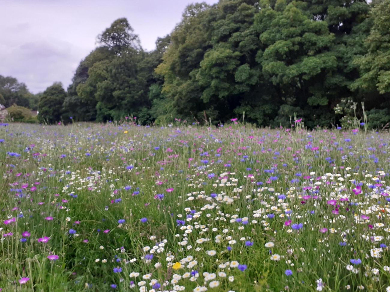 Townpark Wildflowers