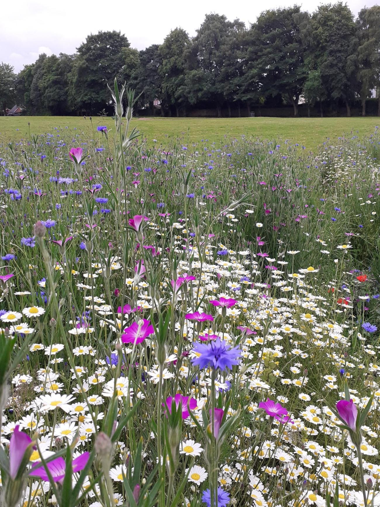 Townpark Wildflowers