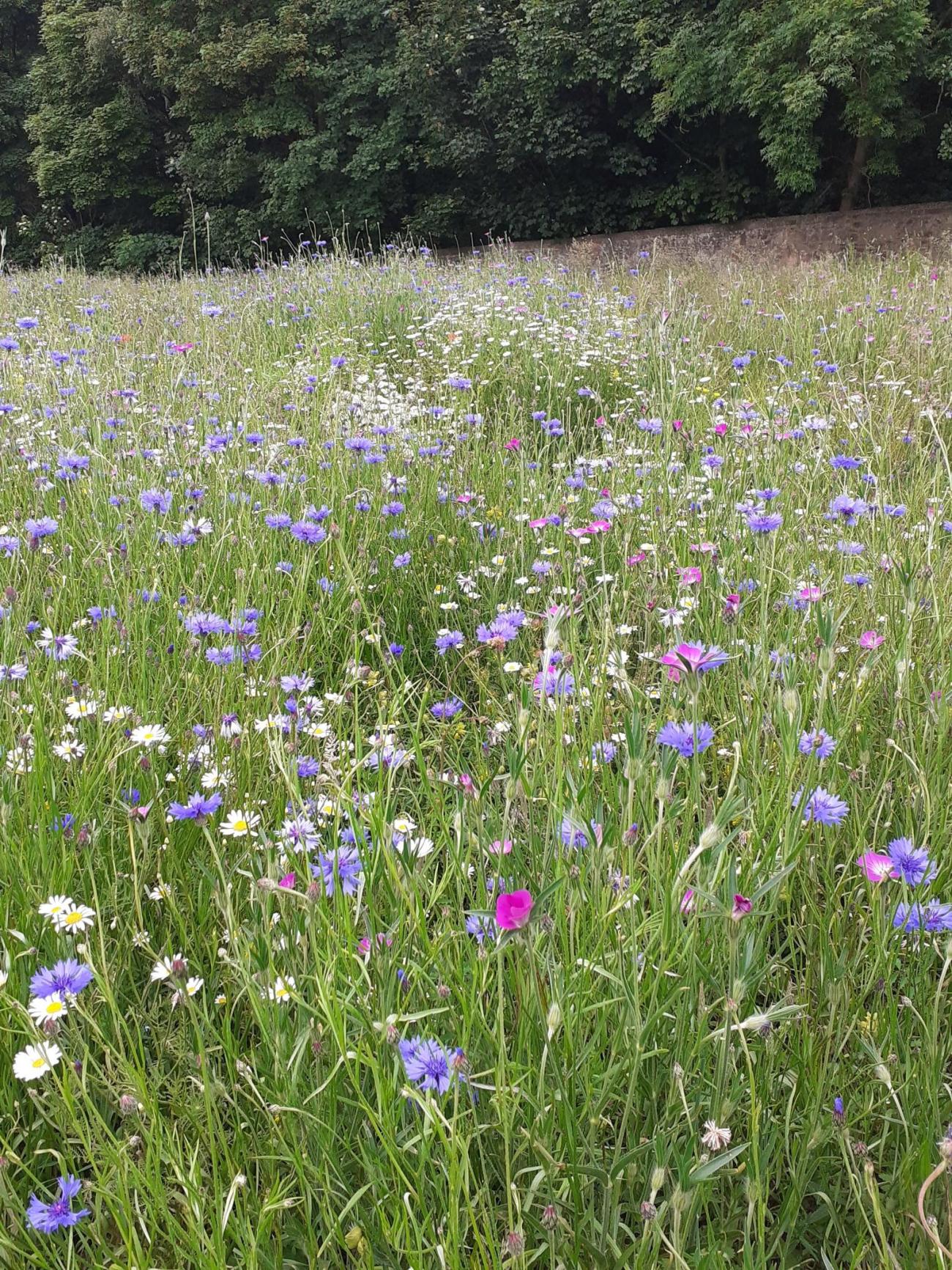 Townpark Wildflowers