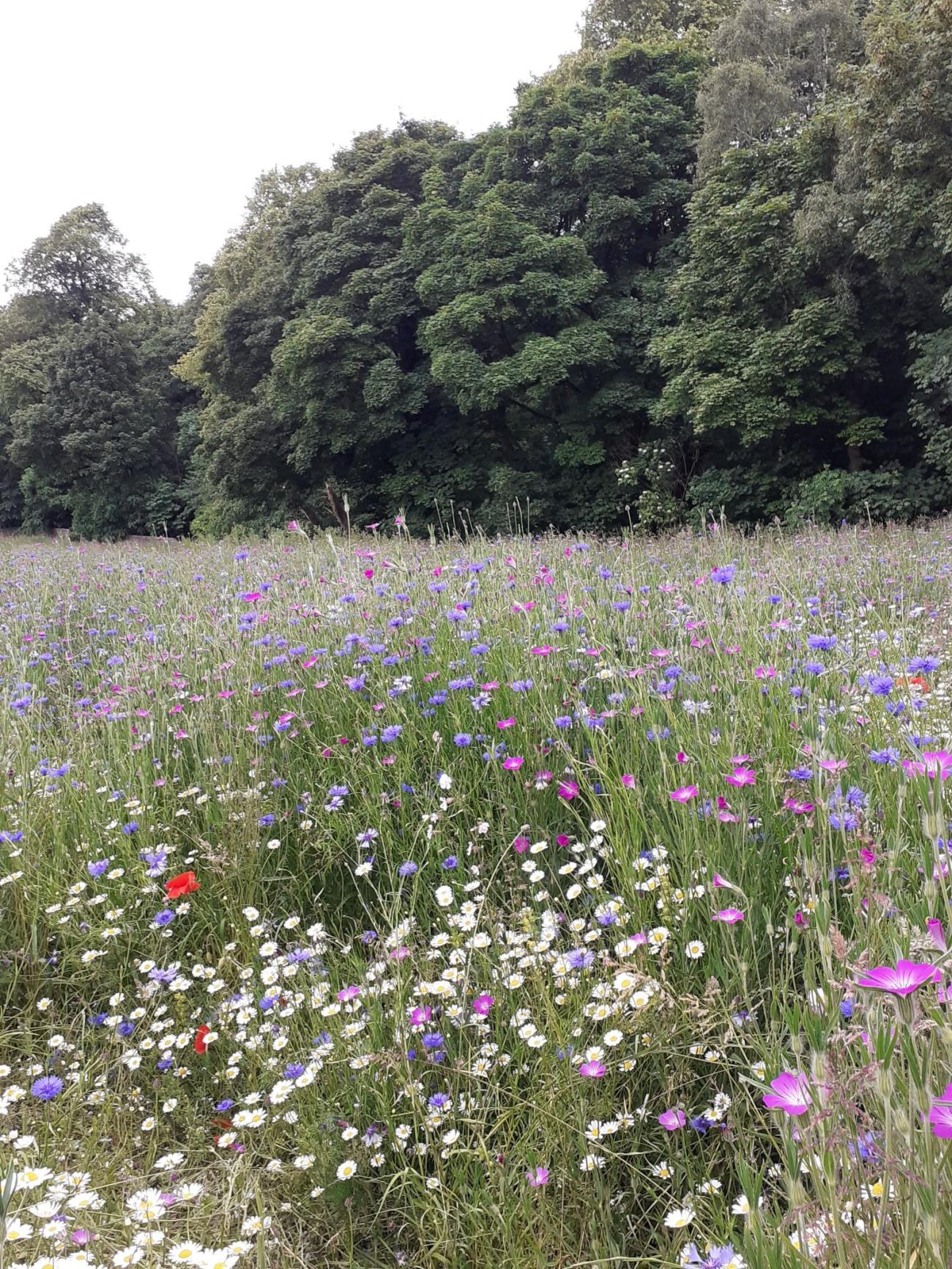 Townpark Wildflowers