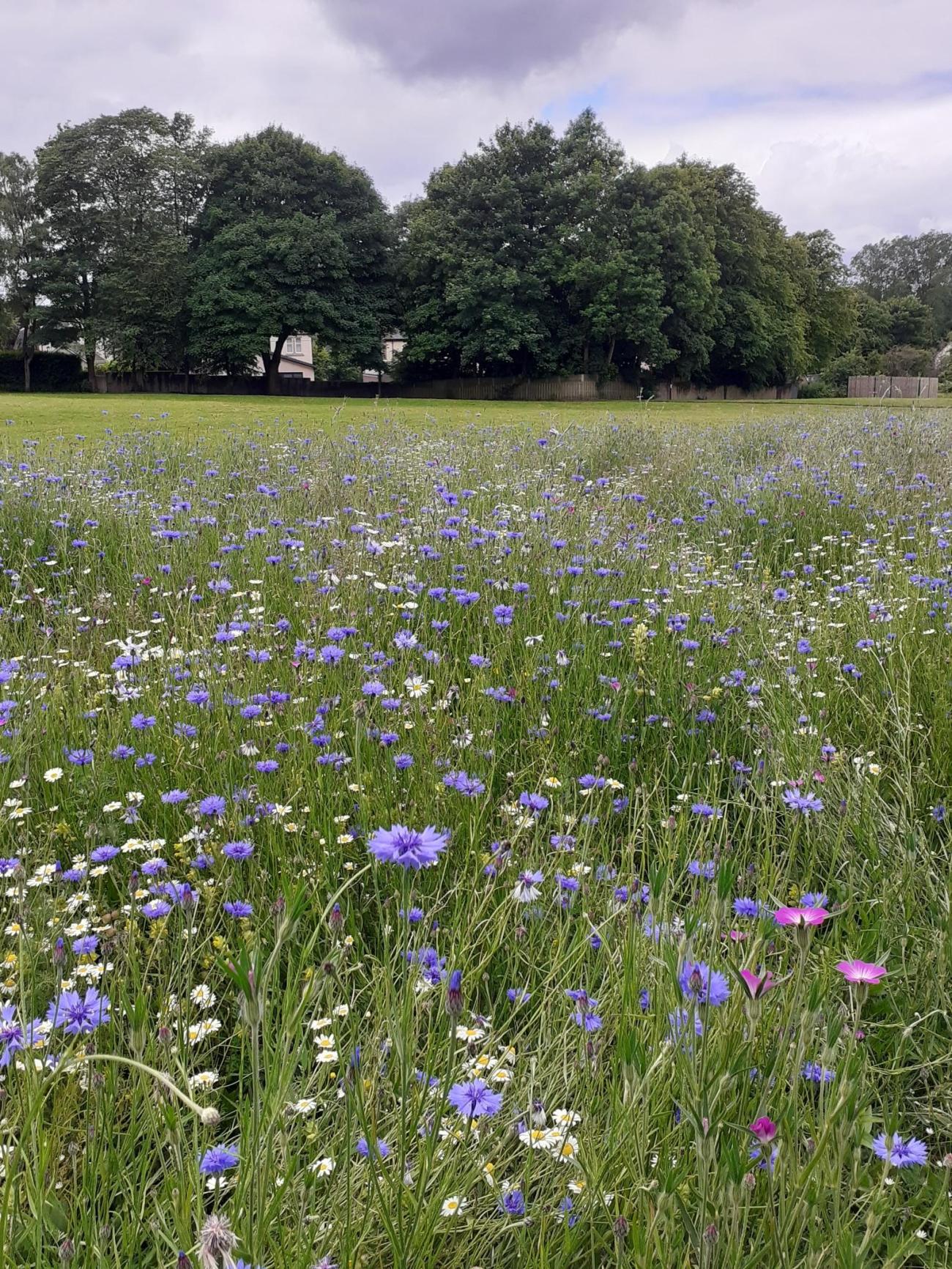 Townpark Wildflowers