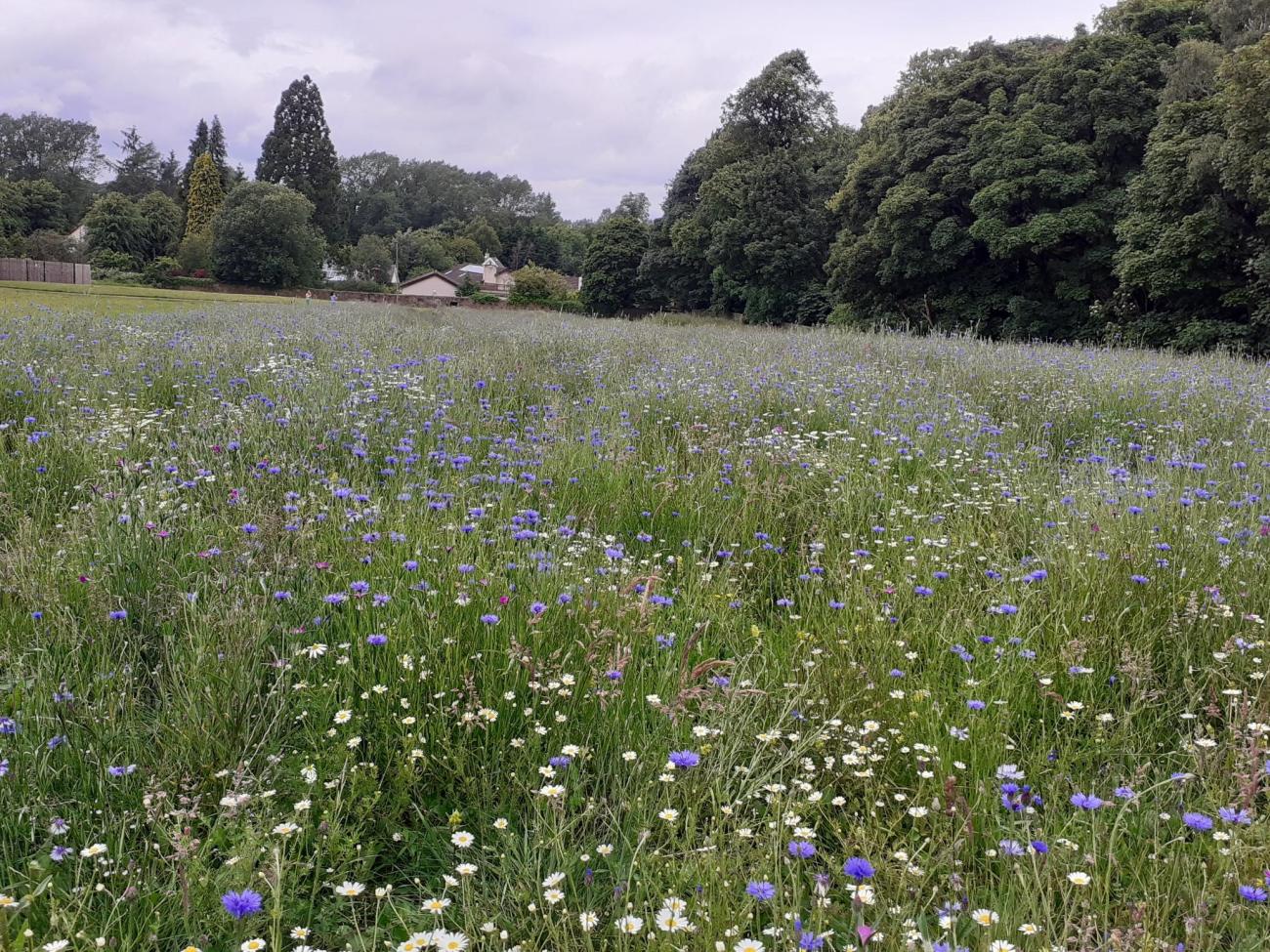 Townpark Wildflowers