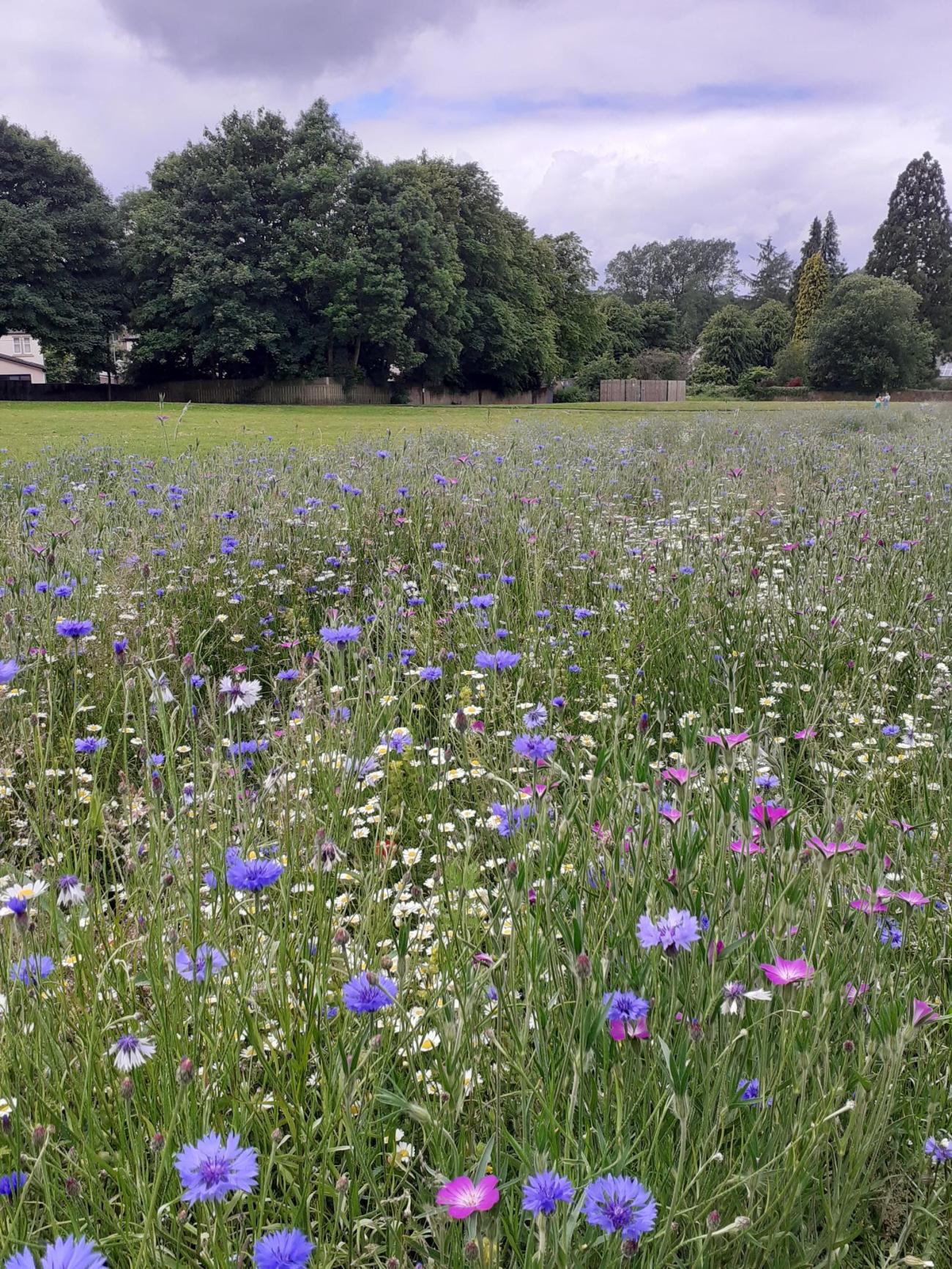 Townpark Wildflowers