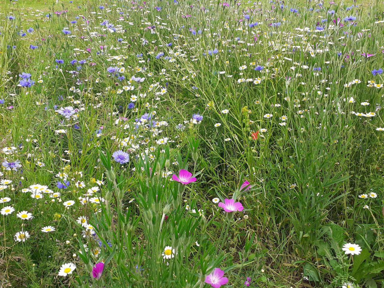 Townpark Wildflowers