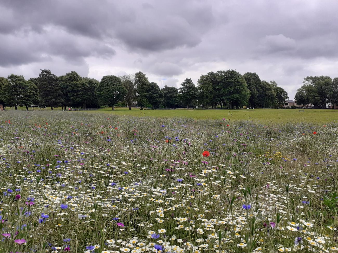 Townpark Wildflowers