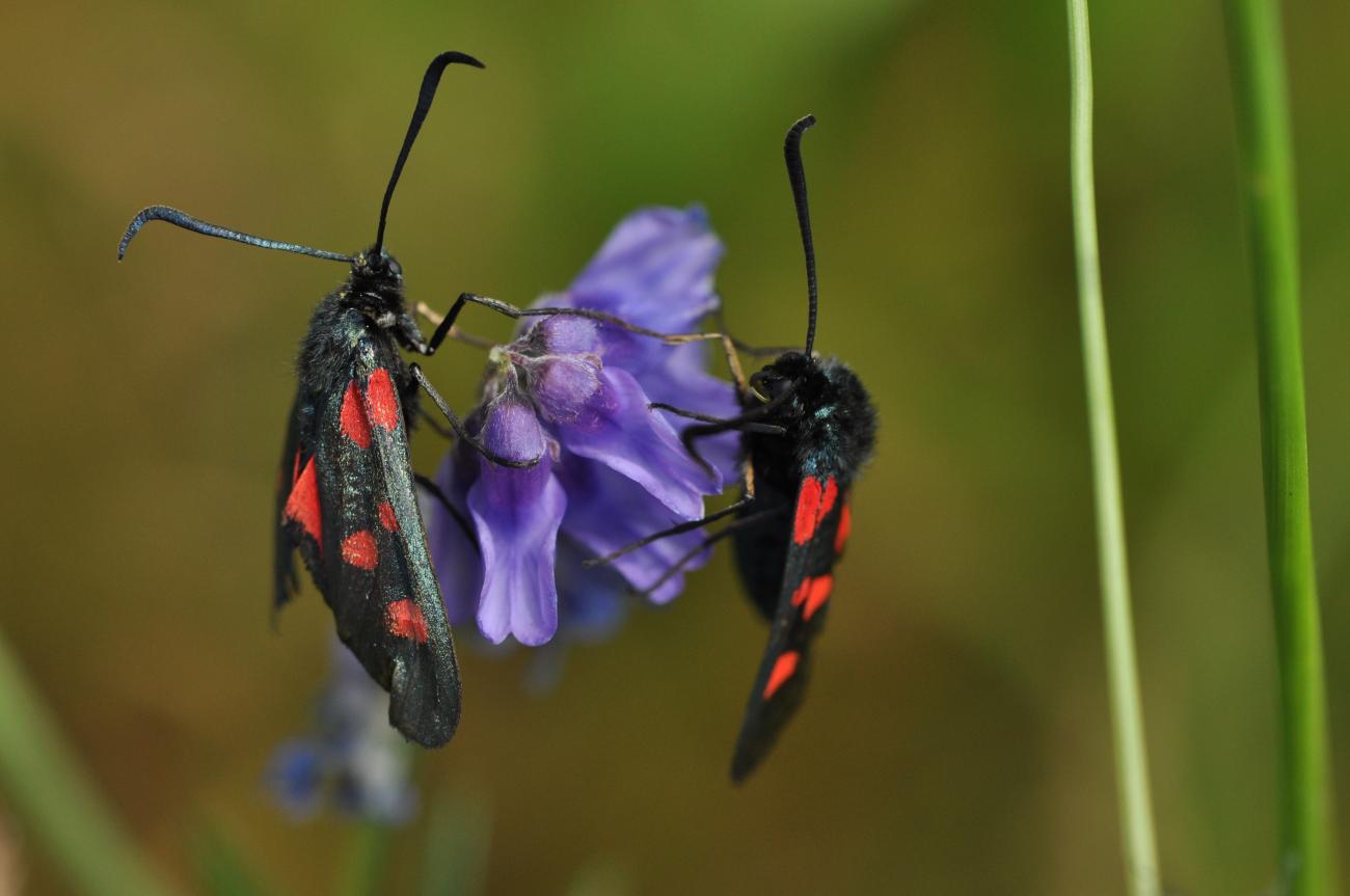 Butterfly on flower