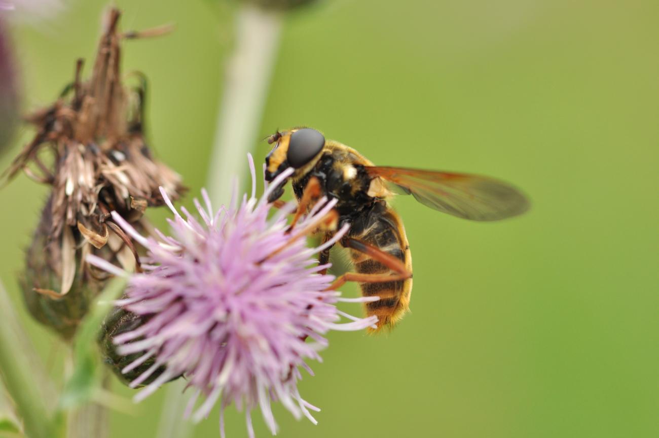 wasp on flower