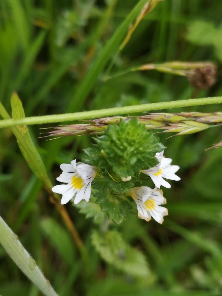 common eyebright flower