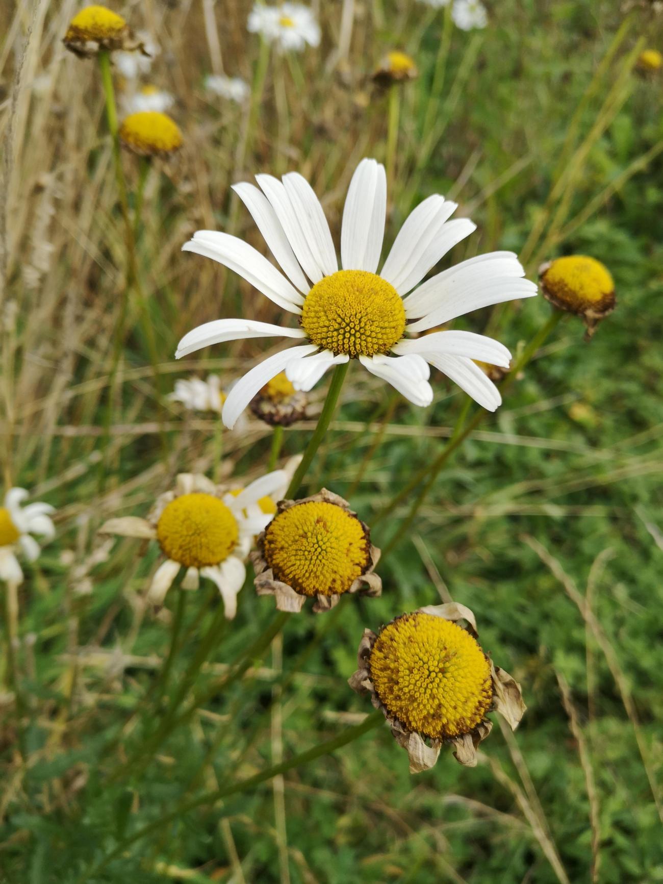 flower in field