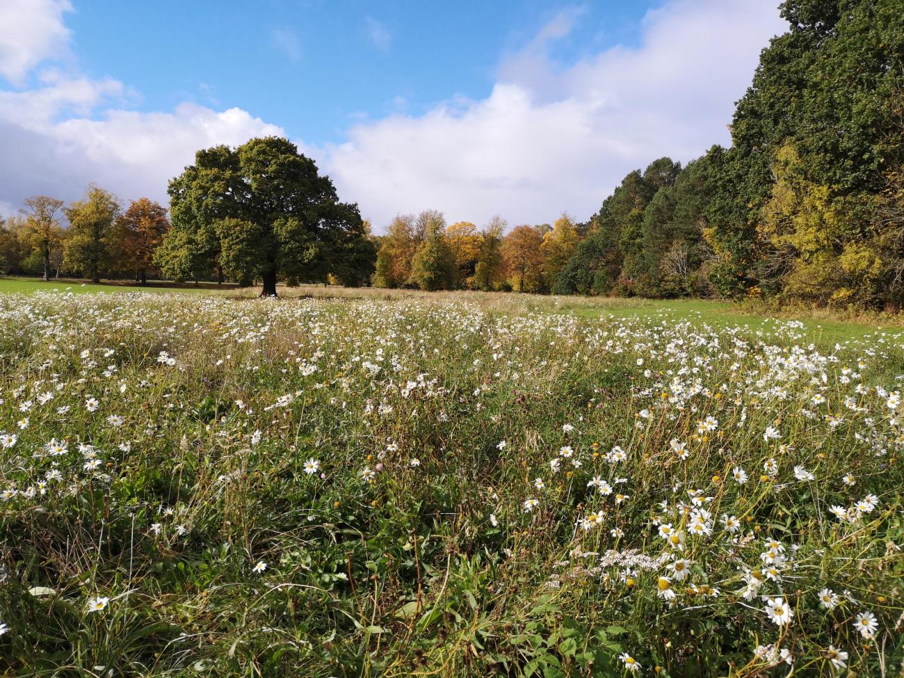 field with wildflowers